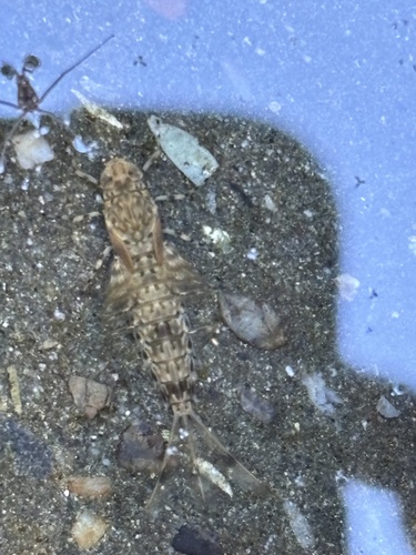 iNaturalist observation photo of Siphlonurus