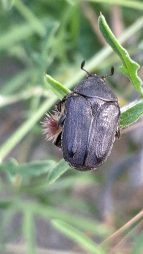 Protaetia oblonga