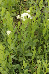 Lepidium draba