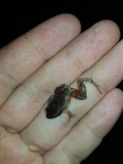 Craugastor stejnegerianus