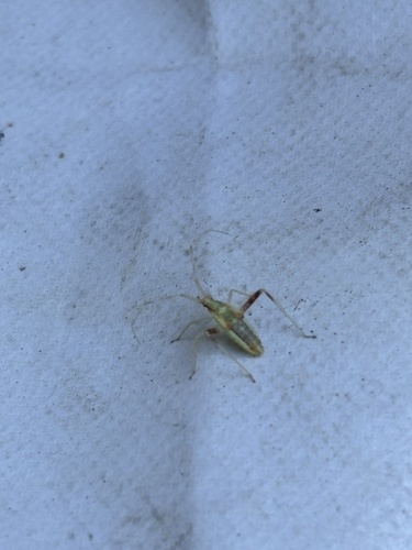 iNaturalist observation photo of Harmostes reflexulus