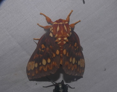 Citheronia equatorialis
