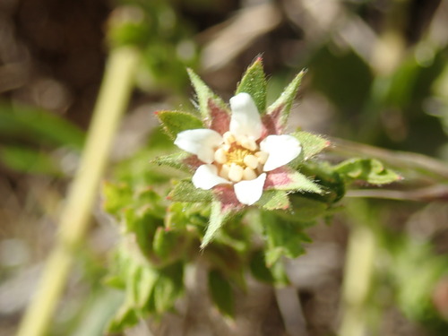 Potentilla californica, photograph 5