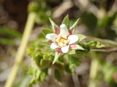 Potentilla californica, photograph Cricket Raspet, CC BY, iNaturalist via GBIF