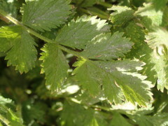 Potentilla californica, photograph Cricket Raspet, CC BY, iNaturalist via GBIF