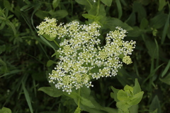 Lepidium draba