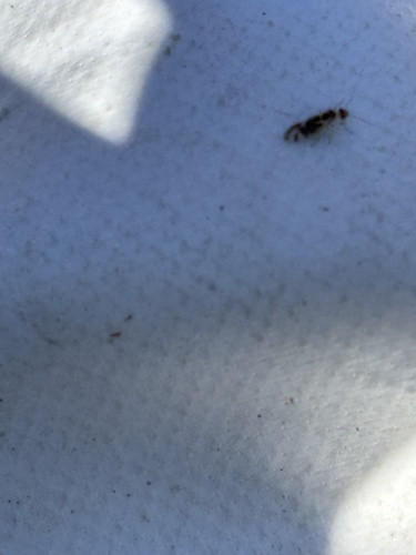 iNaturalist observation photo of F-winged Barklouse