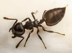 Crematogaster liengmei
