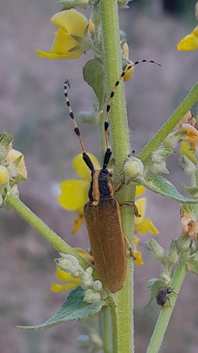 Agapanthia kirbyi