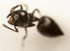 Crematogaster liengmei