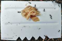 Crematogaster liengmei