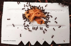 Crematogaster liengmei