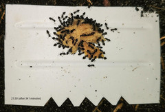 Crematogaster liengmei