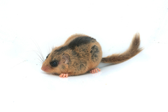 Japanese Dormouse photo 1
