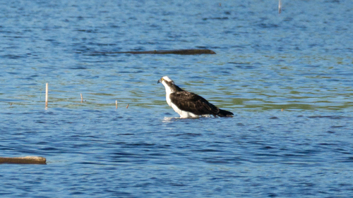 iNaturalist image