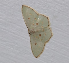 Comostola meritaria