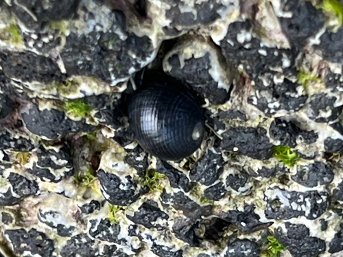 Nerita picea observed 2026-06-05