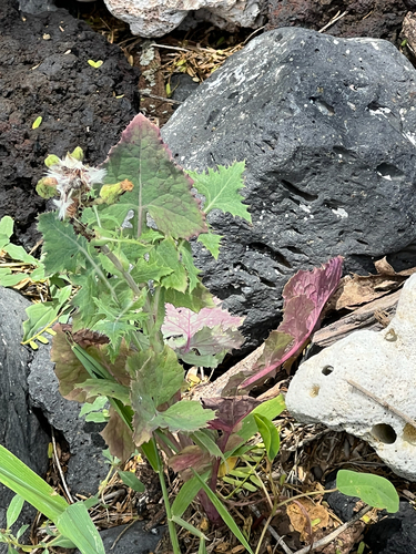 Sonchus oleraceus observed 2026-06-05