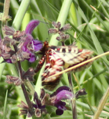 Zerynthia