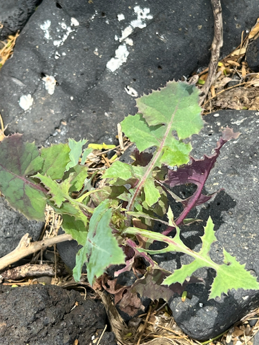 Sonchus oleraceus observed 2026-06-05