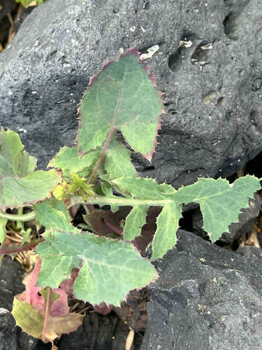 Sonchus oleraceus observed 2026-06-05