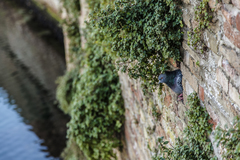 Columba livia domestica