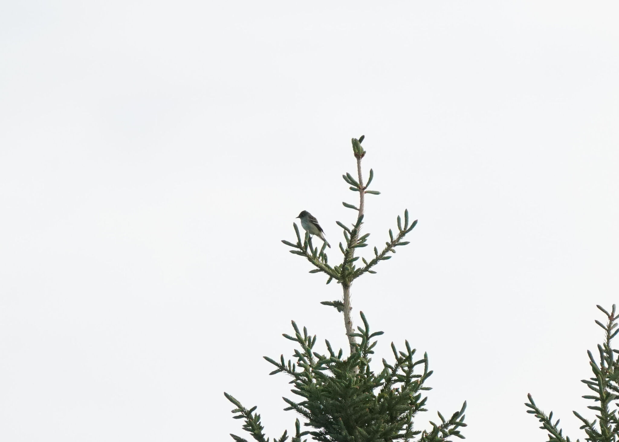 Alder Flycatcher (Empidonax alnorum), photo 5