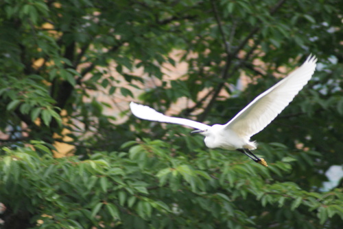 iNaturalist: (c) 김태완, some rights reserved (CC BY-NC), uploaded by 김태완 iNaturalist image
