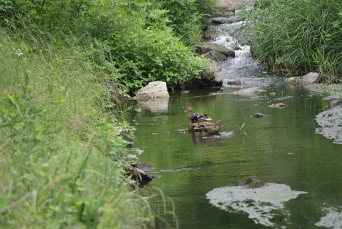 iNaturalist image