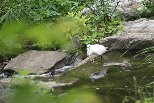iNaturalist image