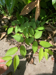 Zelkova serrata, photograph author not stated, no rights reserved