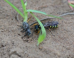 Cerceris arenaria