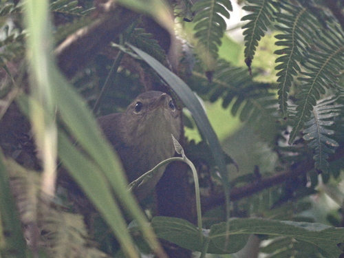 iNaturalist image