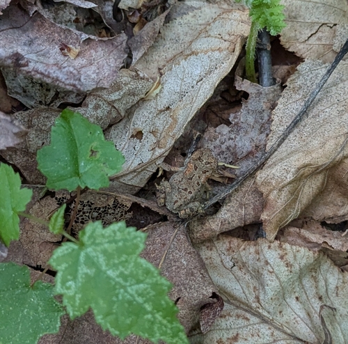 American Toad
