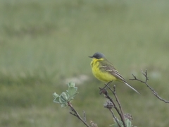 Motacilla flava thunbergi
