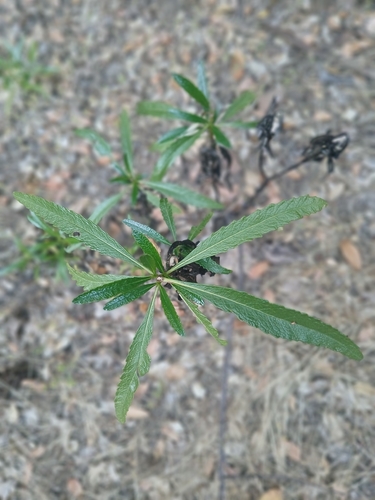iNaturalist observation photo of California yerba santa