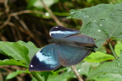 Kallima horsfieldii