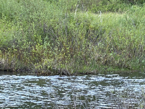animal observation 6