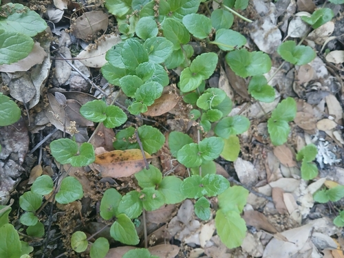 iNaturalist observation photo of yerba buena