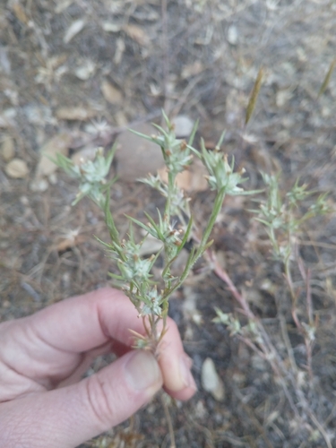 iNaturalist observation photo of cottonroses