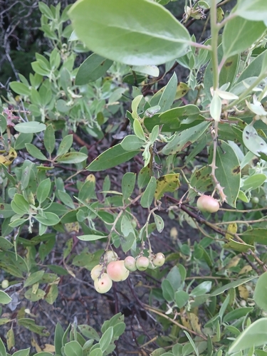 iNaturalist observation photo of bearberries and manzanitas