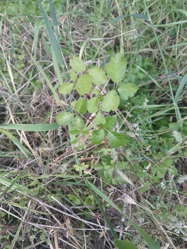 iNaturalist observation photo of Pacific poison oak