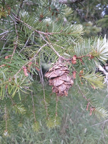 iNaturalist observation photo of Douglas-fir