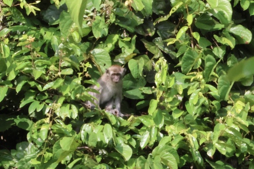 Long-tailed Macaque