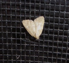 Tolpiodes oligolasia