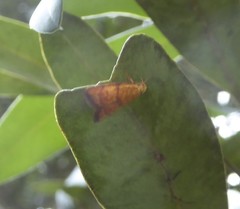 Pycnozancla acribes