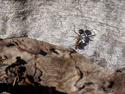 Polyrhachis semiaurata