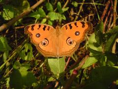 Junonia almana
