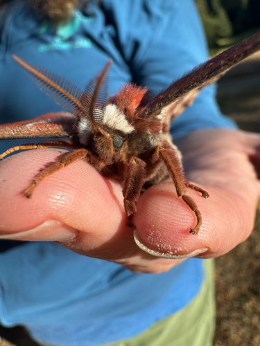 iNaturalist observation photo of Ceanothus Silk Moth