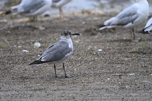 Laughing Gull photographed in Ohio